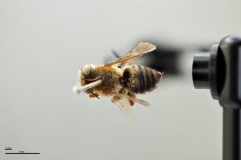Media type: image;   Entomology 786011 Aspect: habitus dorsal view